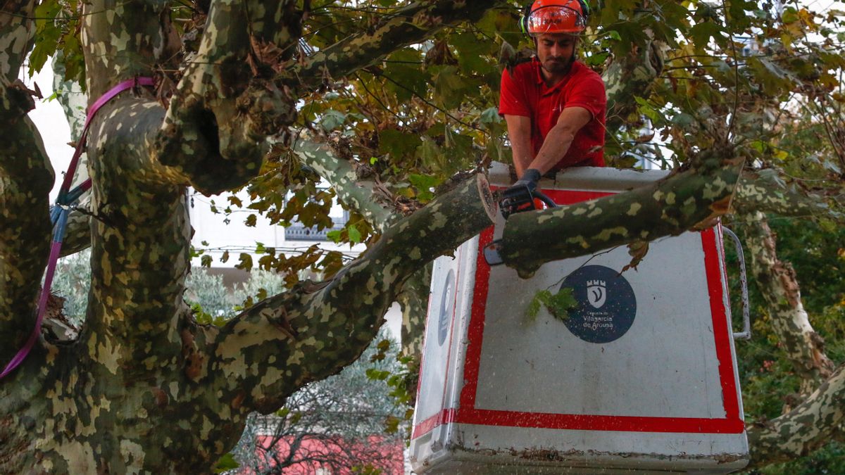 Los trabajos en las copas de los árboles se han visto reforzados ante los estudios sobre su estado.