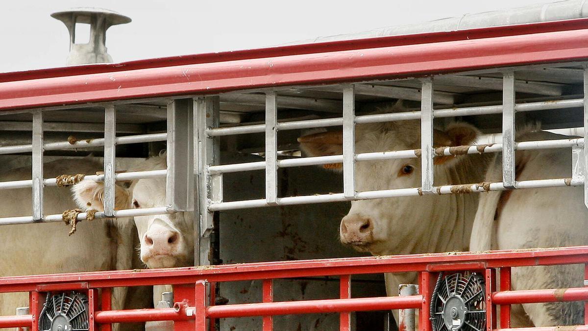 Dos vacas en un camión de transporte de ganado.