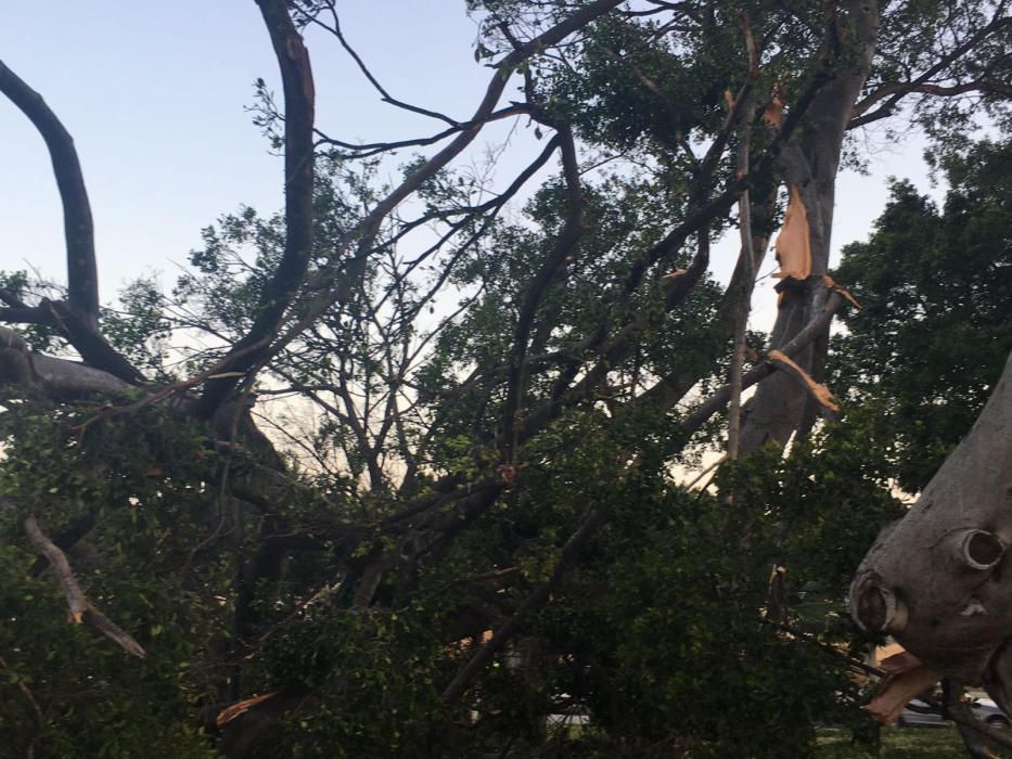 Cae un ficus en la calle Lope de Rueda.