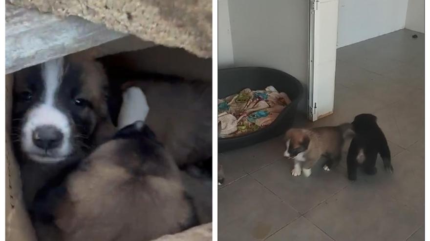 Abandonan a tres cachorros en una caja tapada con un bloque de hormigón frente a la protectora de Xàtiva