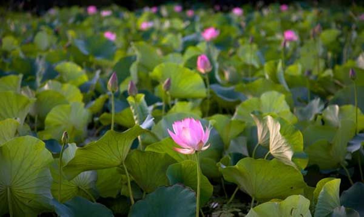 Flores de loto en el lago Dal, Srynagar