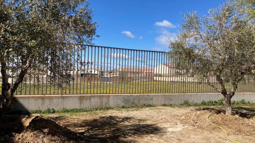 Dos oliveras centenarias en el patio de recreo de la SIES Almudévar