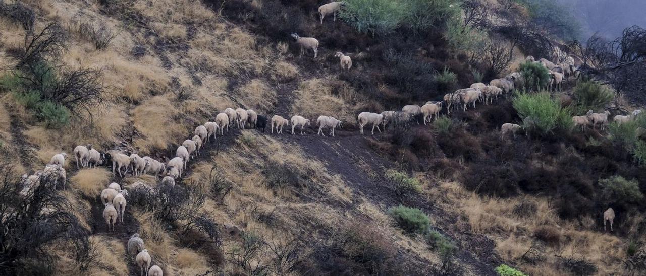 Un rebaño de ovejas en las medianías de Gran Canaria, bajo la lluvia el pasado fin de semana | | JOSÉ CARLOS GUERRA