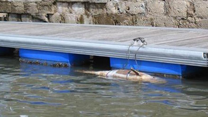 El cadáver del delfín localizado en Candás