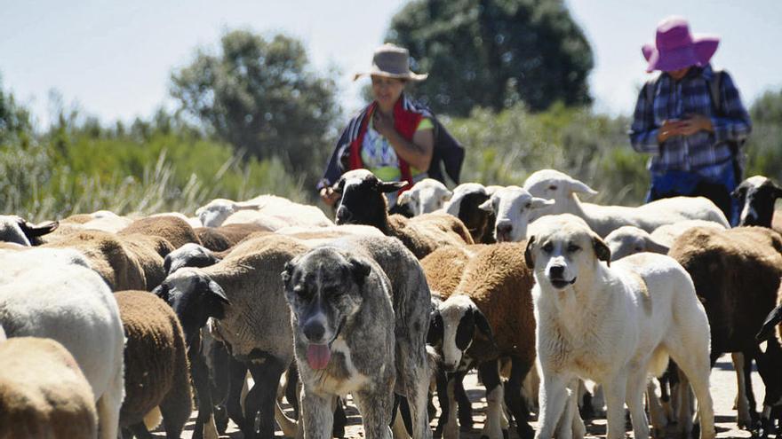 Los perros, imprescindibles en el recorrido del ganado hacia la sierra.