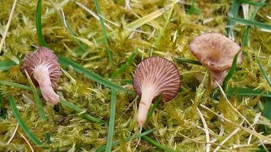 Tres setas de la variedad recién localizada en los jardines del IES A Xunqueira 1.  // Asociación Micolóxica Brincabois