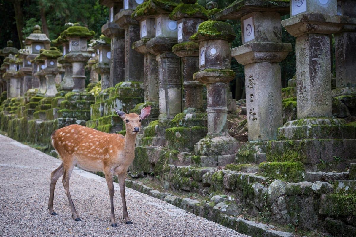 Nara