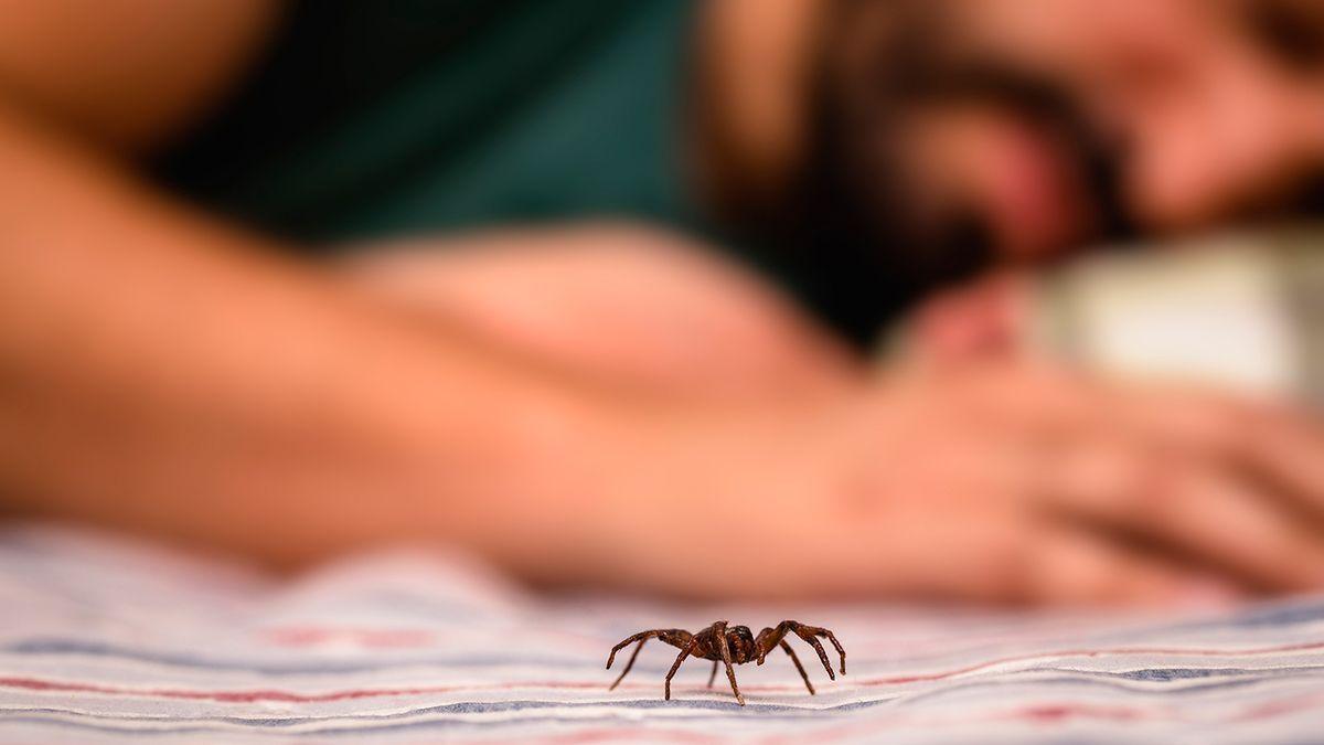 Adiós a las arañas y a los mosquitos de casa con esta tierra de Leroy Merlin