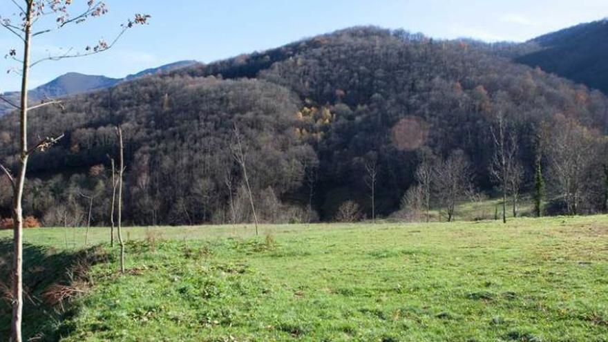 Los terrenos en los que está prevista la instalación del camping de Caleao.