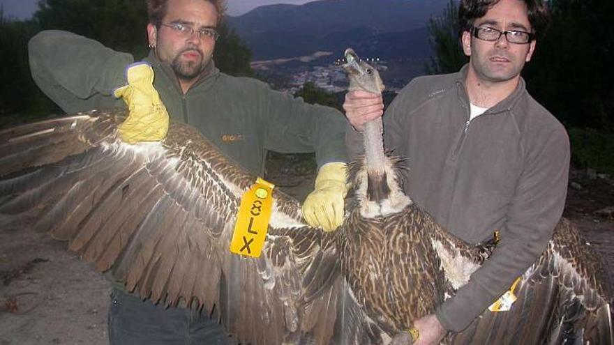 Los técnicos colocan las marcas alares a los buitres de la colonia de Mariola.