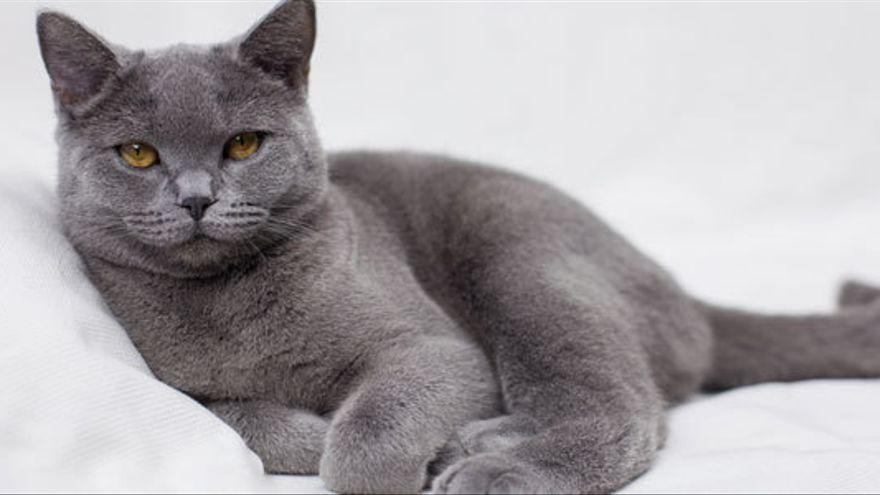 Un ejemplar de British Shorthair.