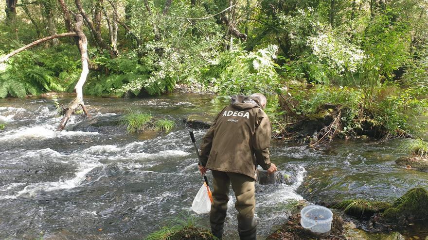 Adega suma a la Zarra da Pena dos fincas más para custodiar el Arnego
