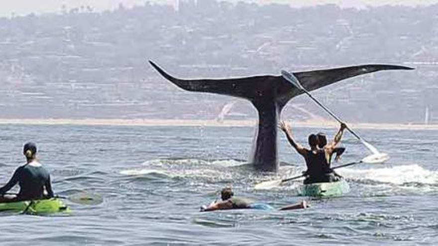 Ballenas en las costas de california