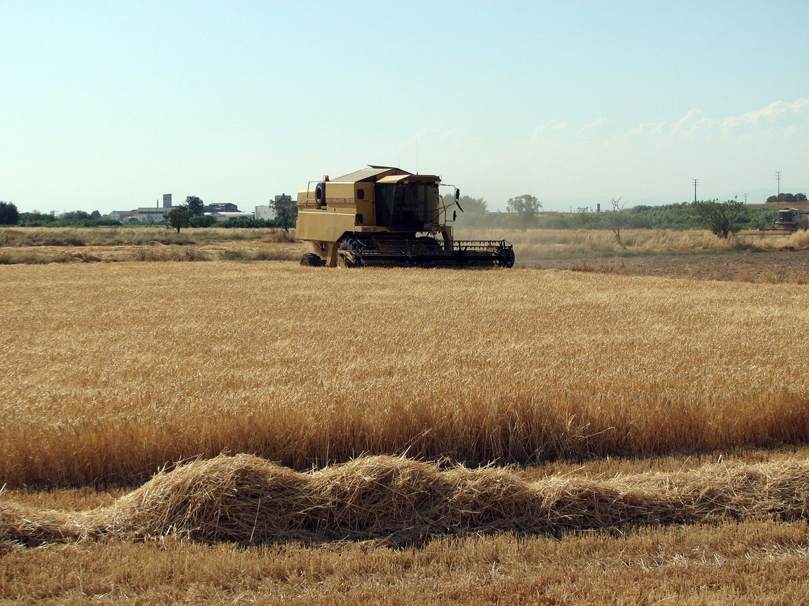 Una segadora trabajando en un campo de cereal en Lleida