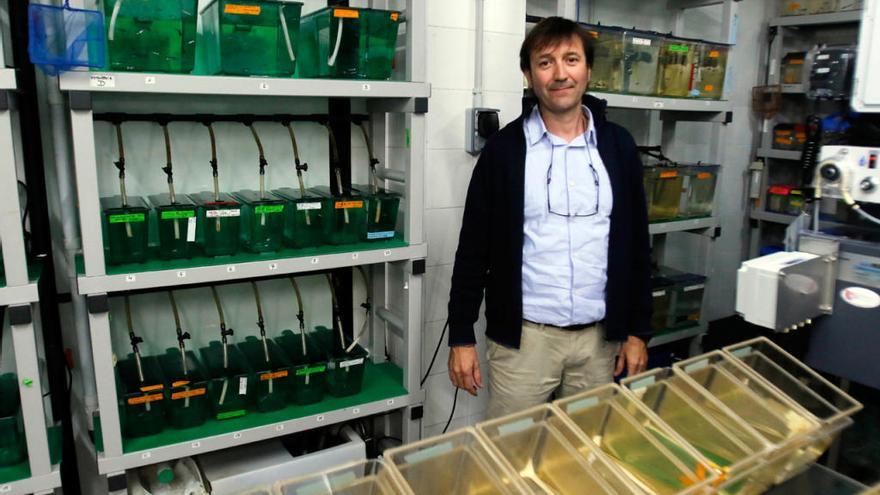 El investigador Josep Rotllant, en su laboratorio de Investigaciones Marinas, en Bouzas. // Alba Villar
