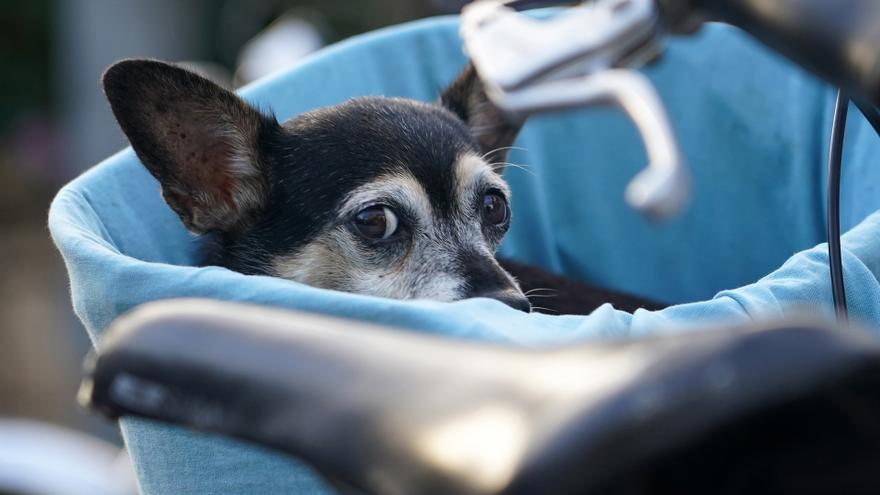 Alquilar un piso en Zamora cuando tienes un perro, ¿misión imposible?