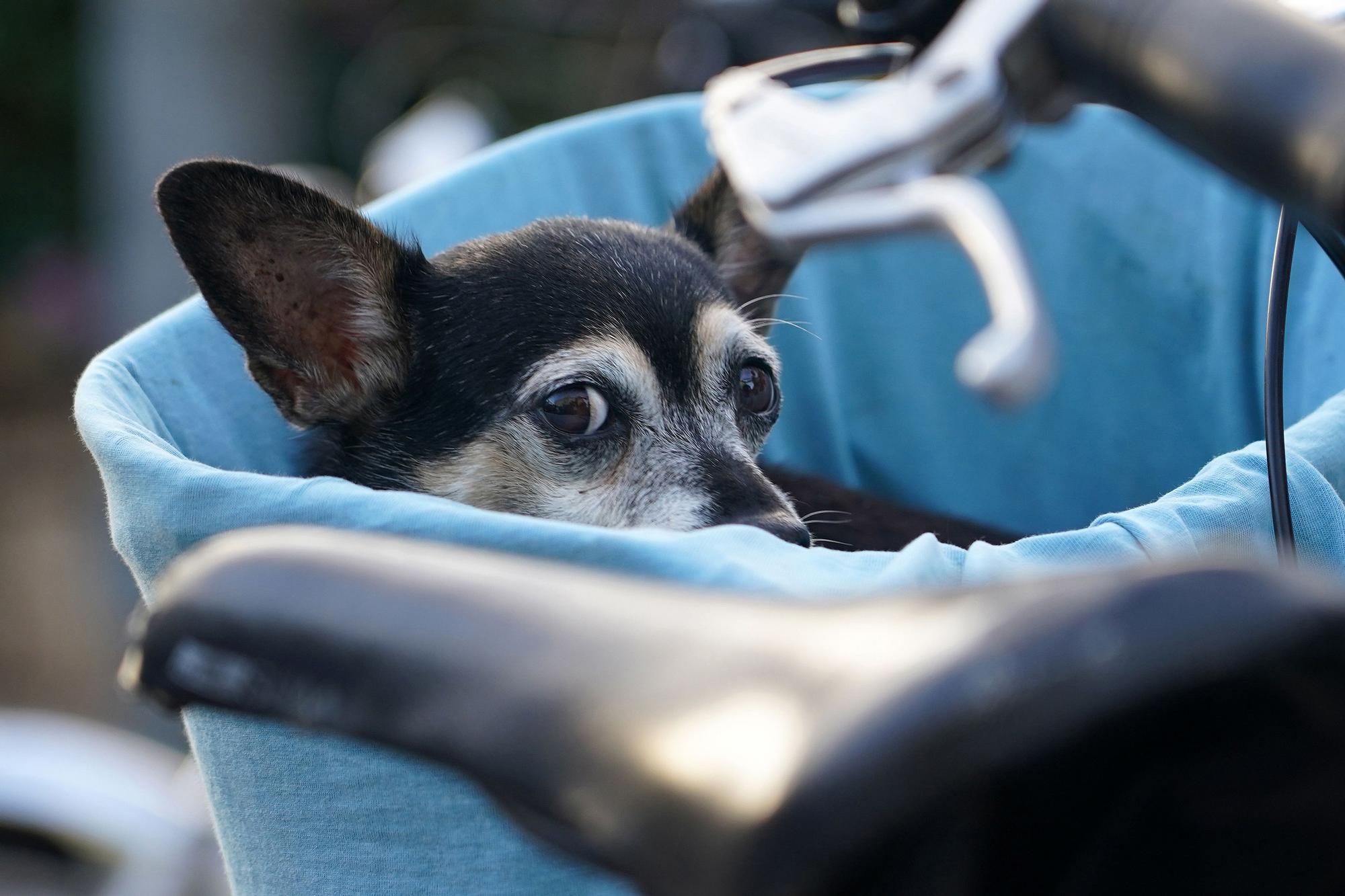 Varias personas pasean sus mascotas por las calles de la capital, donde el próximo viernes entrerá en vigor La Ley de Protección y Bienestar Animal en España, que es más restrictiva que la anterior. Establece sanciones para quienes no notifiquen en 6 mese