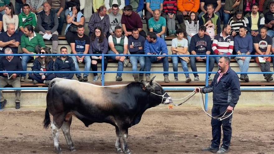 El semental &quot;León-230&quot; logra el precio más alto en la subasta ganadera de Cangas del Narcea: la puja llegó a los 4.850 euros