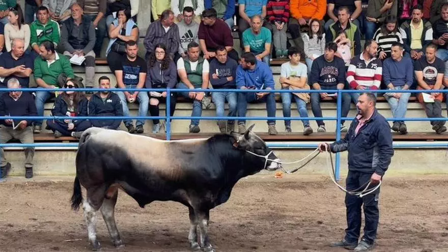 El semental "León-230" logra el precio más alto en la subasta ganadera de Cangas del Narcea: la puja llegó a los 4.850 euros