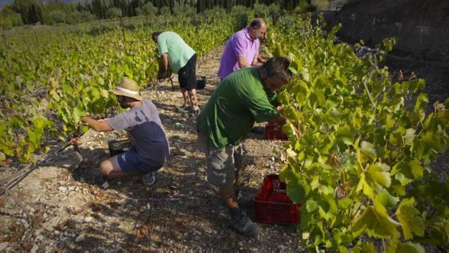 Labores de recogida de la uva en una de las microviñas distribuidas por el conjunto de la comarca.