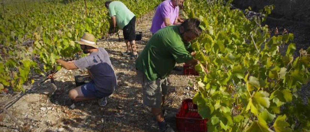 Labores de recogida de la uva en una de las microviñas distribuidas por el conjunto de la comarca.