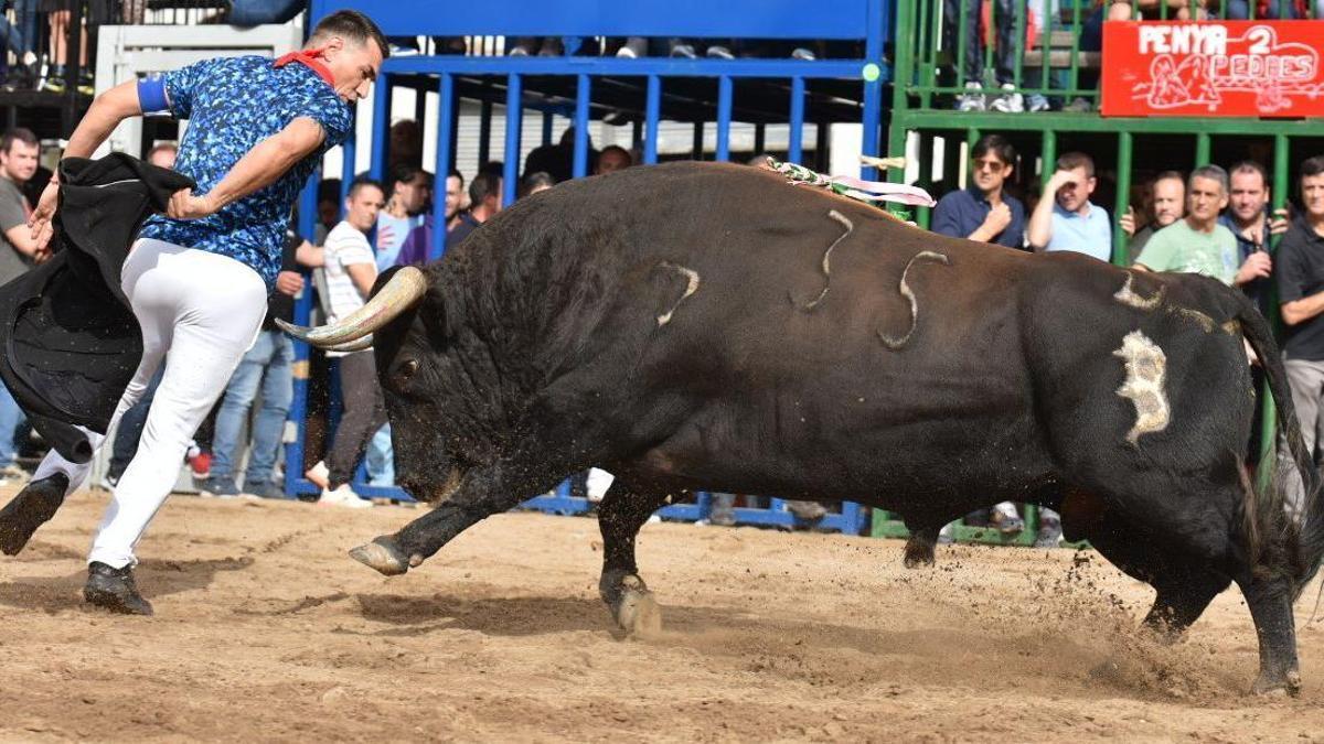 Imagen de un toro exhibido en los festejos taruinos de Onda.