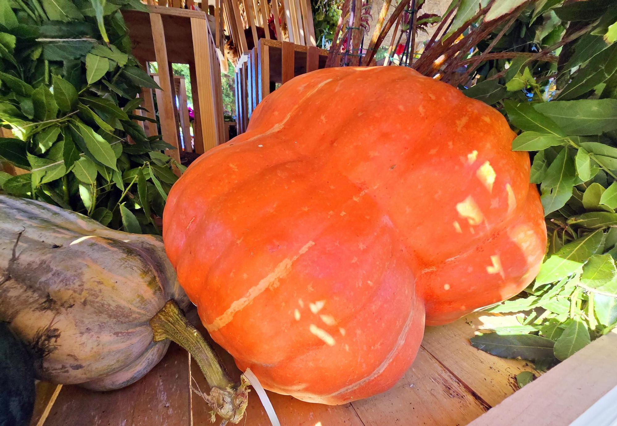 Tradicional procesión en San Miguel de Peitieiros