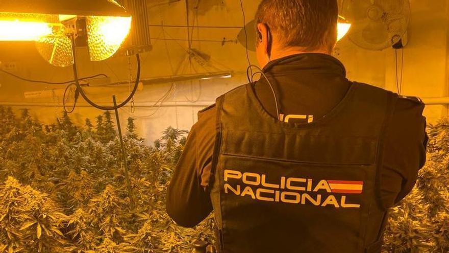 La Policía desmantela dos plantaciones de marihuana con 455 plantas en El Palmar