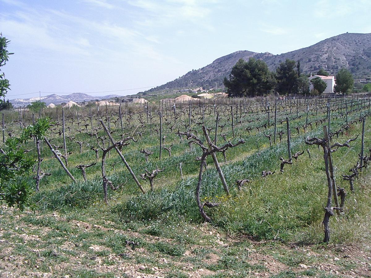 Explotación ecológica de viñedos, en una imagen de archivo.
