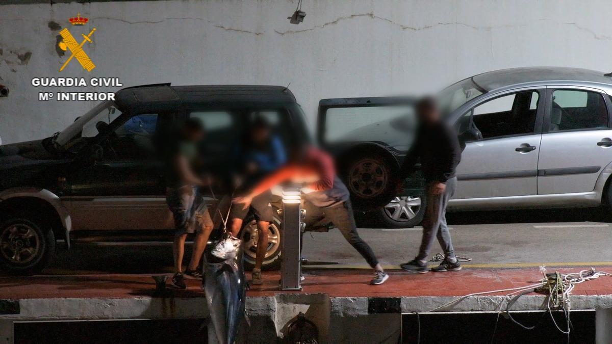 La Guardia Civil durante la operación 'Galete' donde se ha desarticulado un grupo delictivo dedicado a la pesca furtiva de atún rojo en Málaga