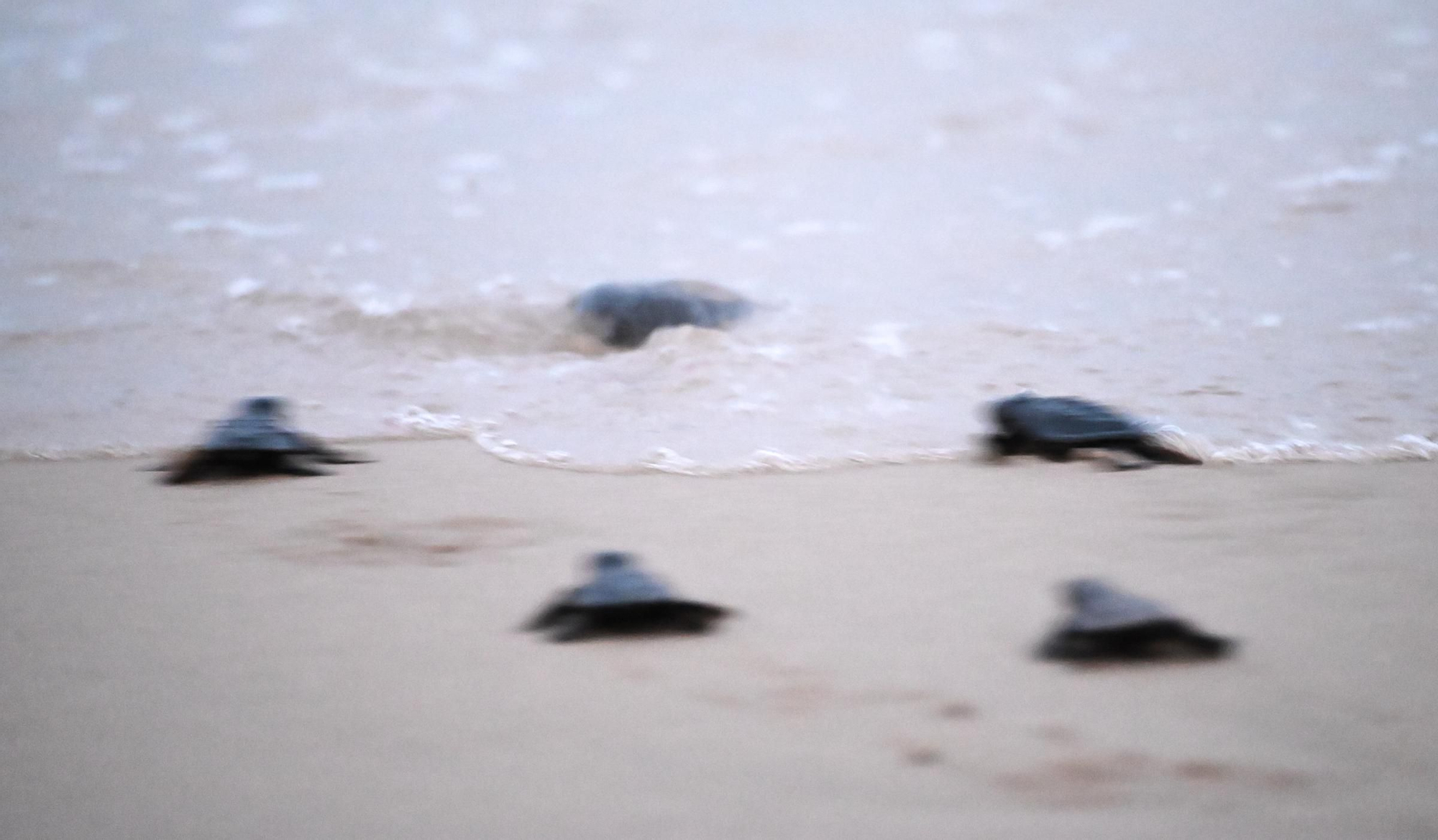 Gran expectación en Arenales del Sol por la suelta de 57 tortugas bobas recién nacidas