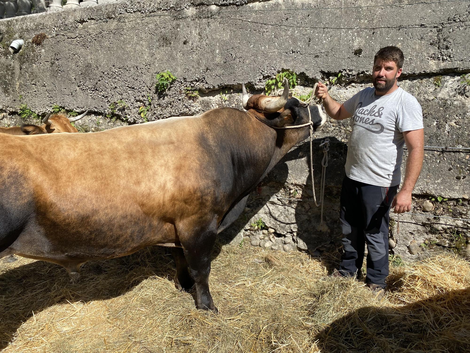 Concurso de ganado en la Feria de San Martín