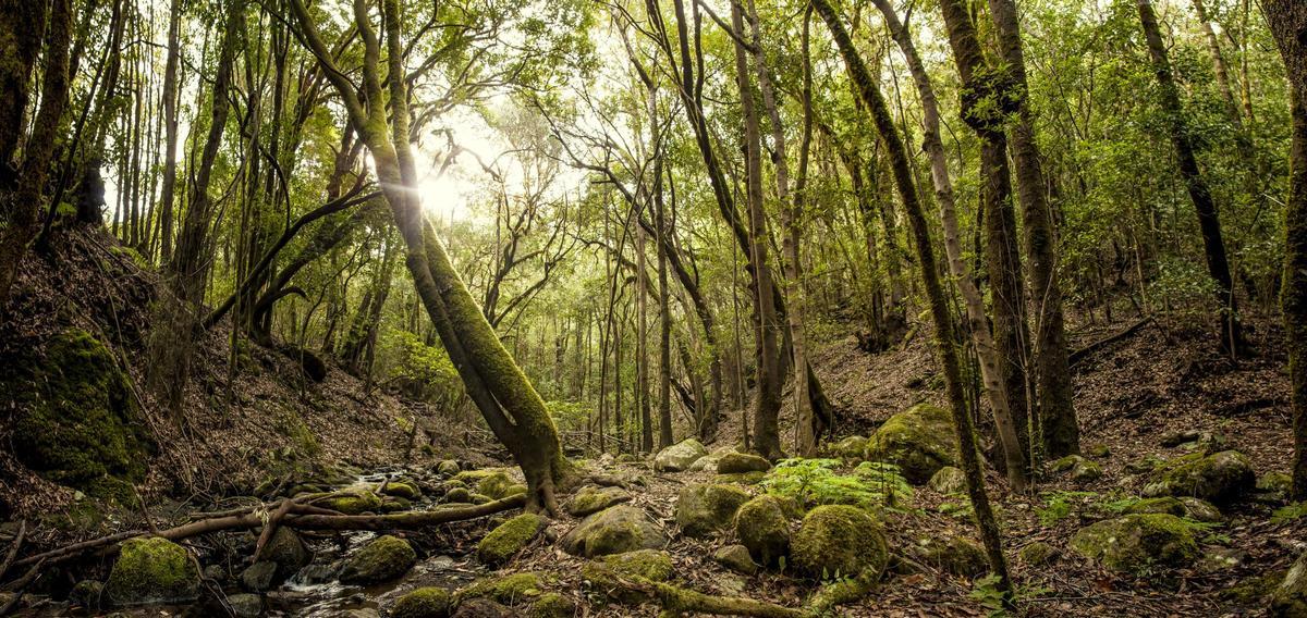 Parque Nacional de Garajonay - La Gomera