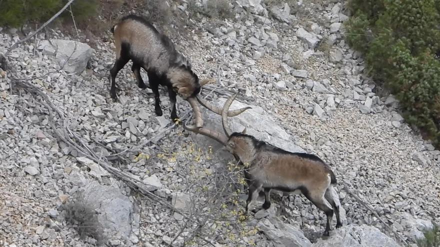 Lucha entre dos machos de cabra montesa grabado por Óscar Tena