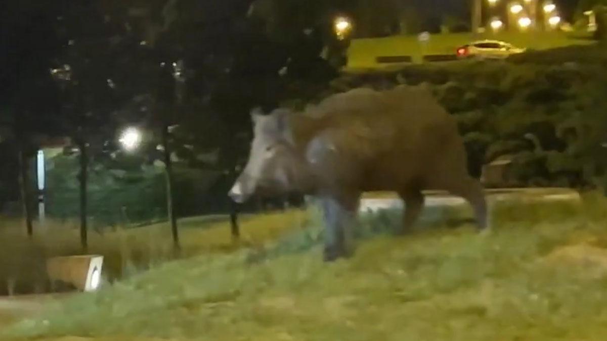 Paseo nocturno de un jabalí por Pamplona.