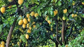 Cómo plantar tu limonero y conseguir que de aún más frutos