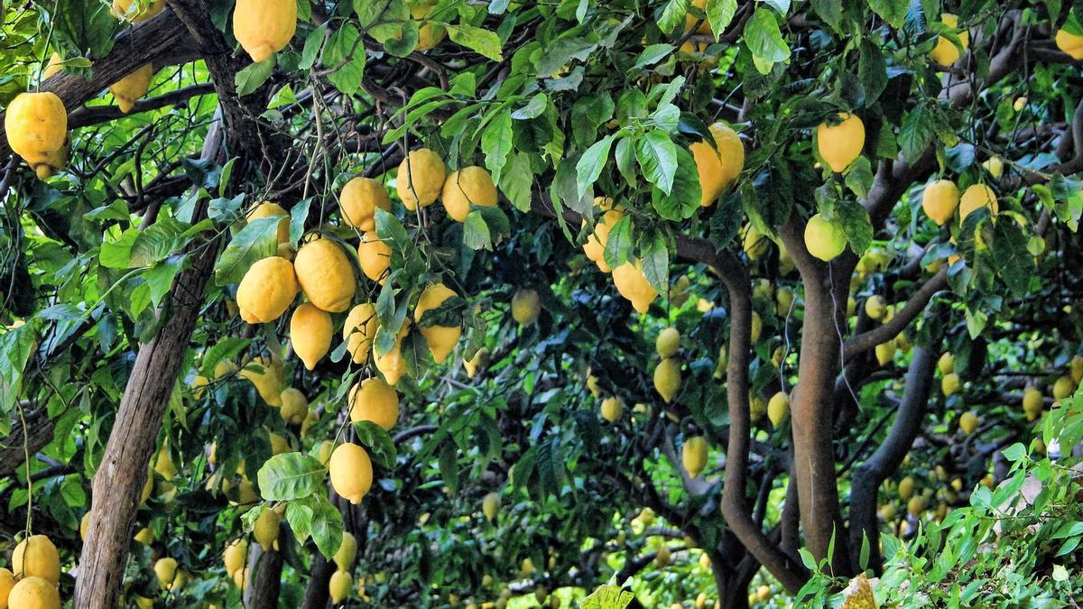 Limoneros