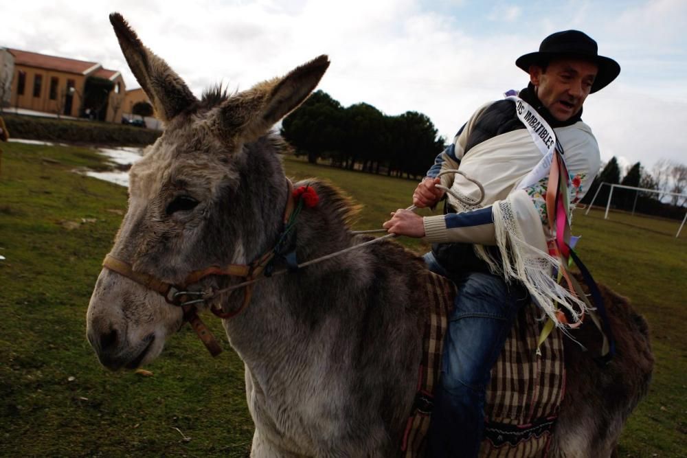 Carrera de cintas en burro en Molacillos.