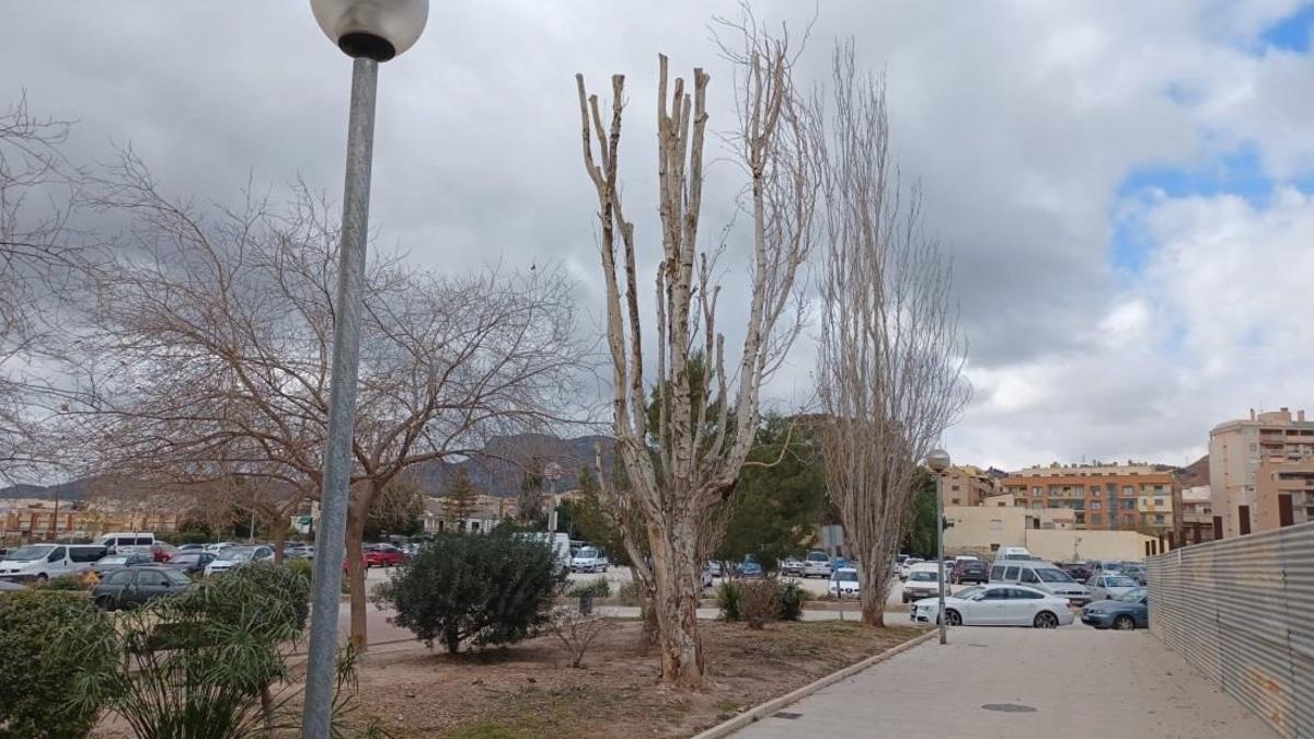 Dos de los árboles enfermos que eran retirados por riesgo de caída en el Parque de las Artes Escénicas.