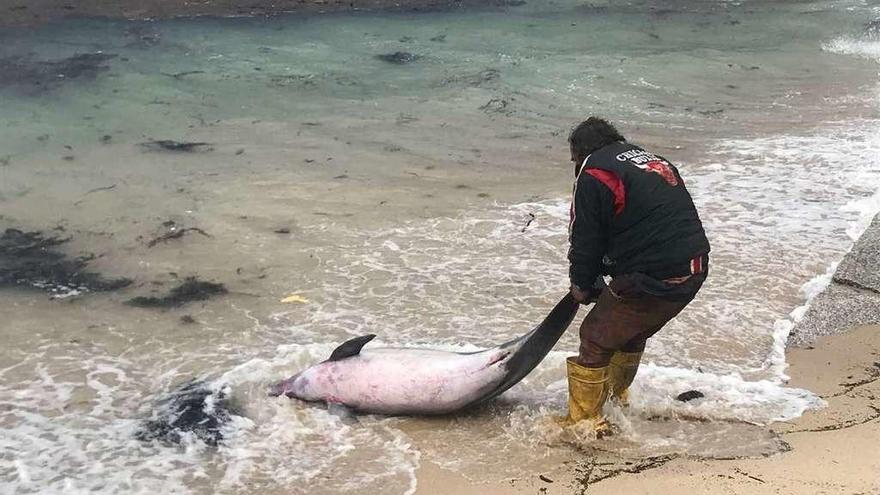 El grovense Roberto Dasilva retira del agua uno de los delfines, en Virxe das Mareas. // Muñiz