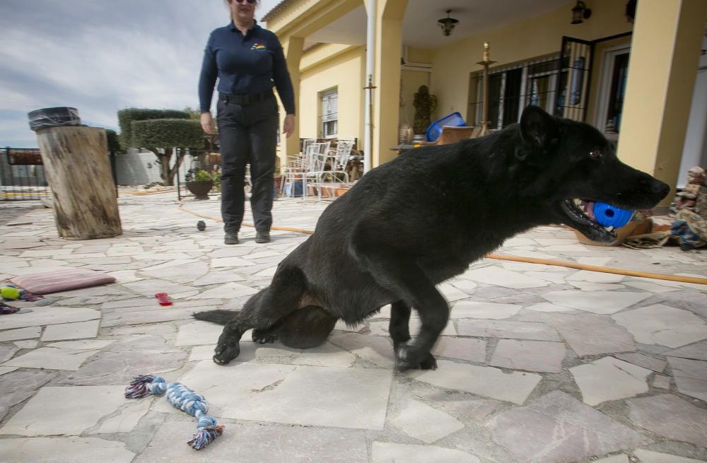 Isabel jugando con la perra en dos imágenes en las que se aprecian los problemas en sus patas traseras