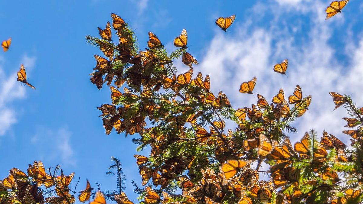 Mariposas monarca en Michoacán (México).