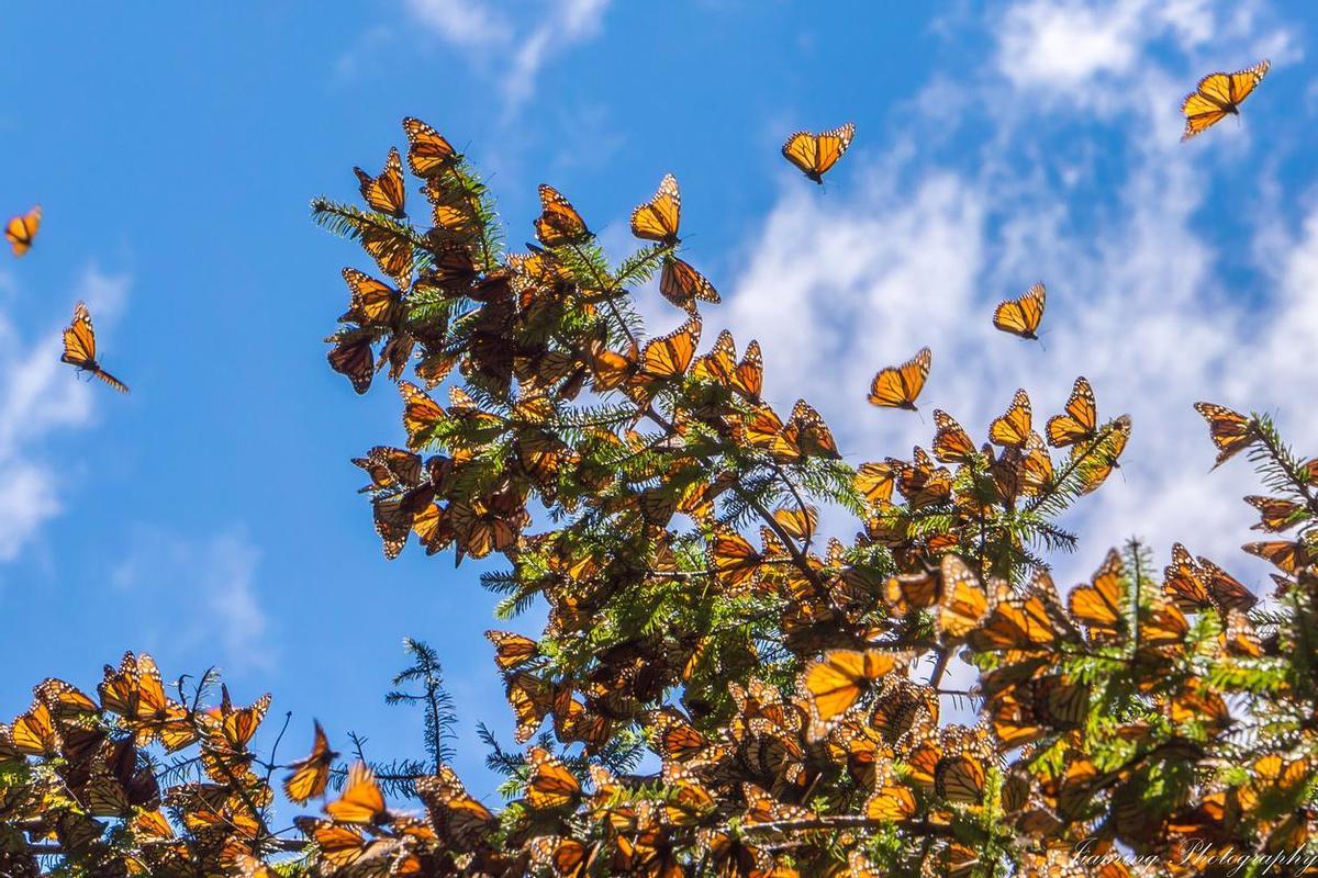 Mariposas monarca en Michoacán (México).