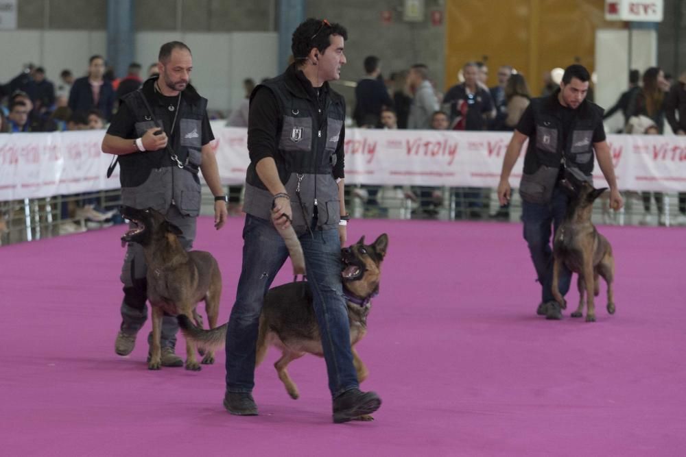 La Mascotada da brillo a Expocachorro