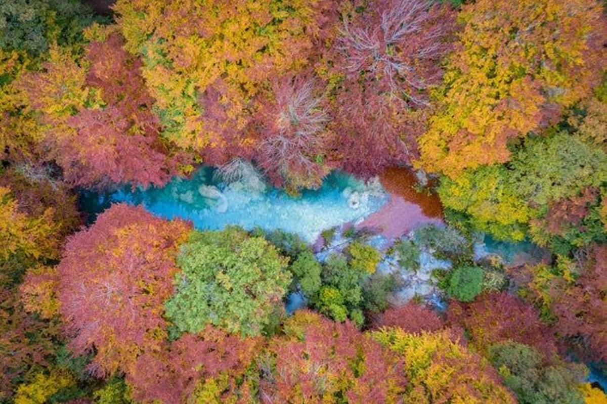 Los árboles de la Selva de Irati con los colores del otoño