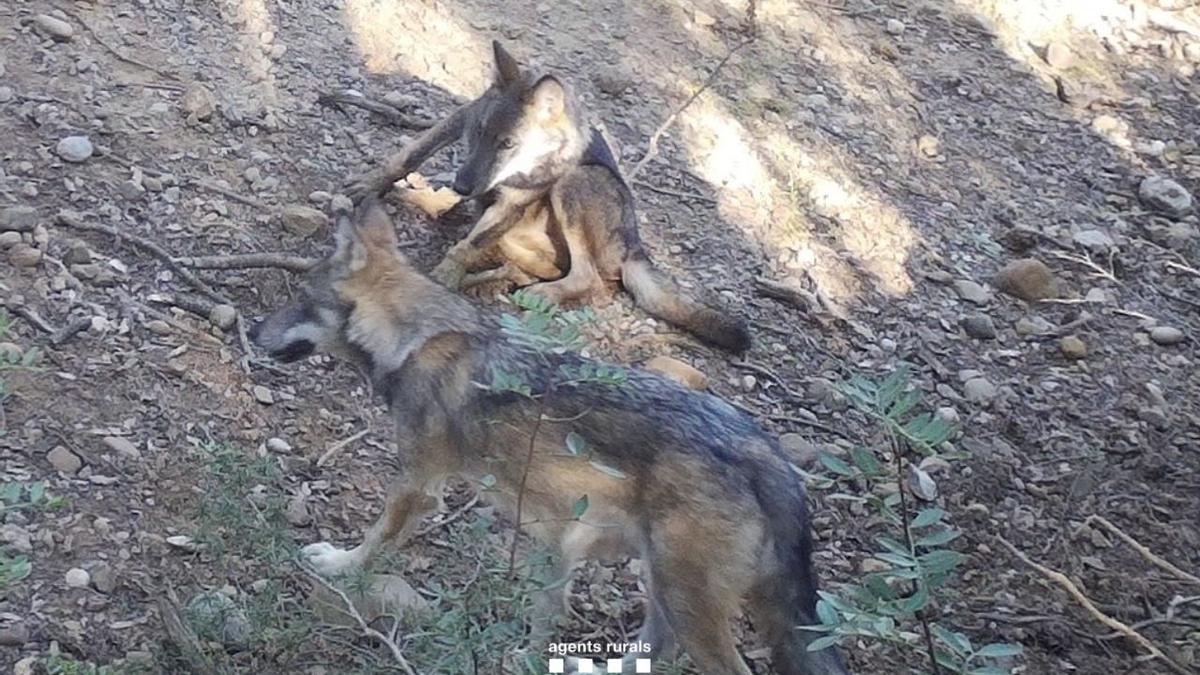 Dos de las crías de lobo.