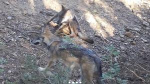 Dos de las crías de lobo.