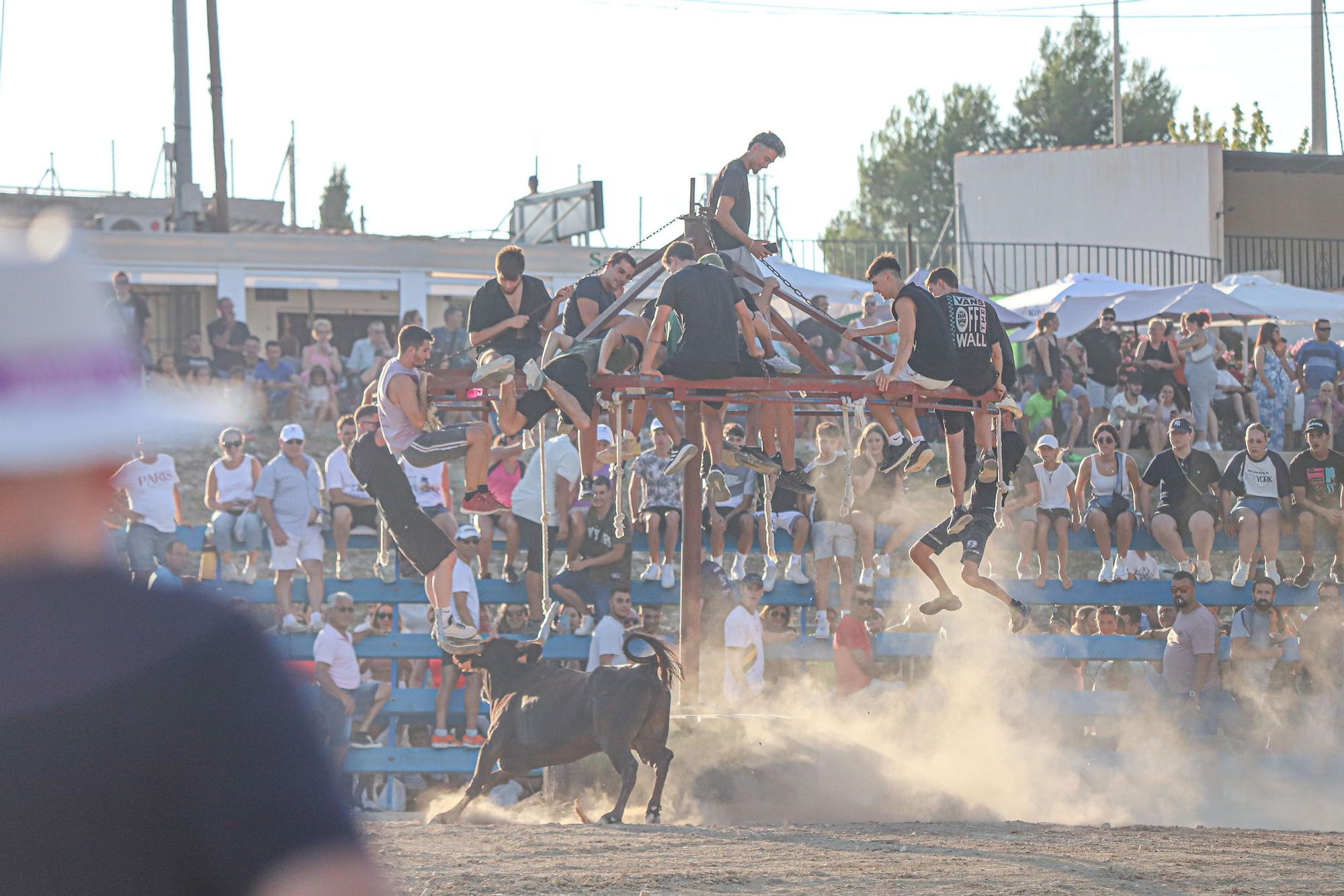 Suelta de Vaquillas en Pinoso 2023