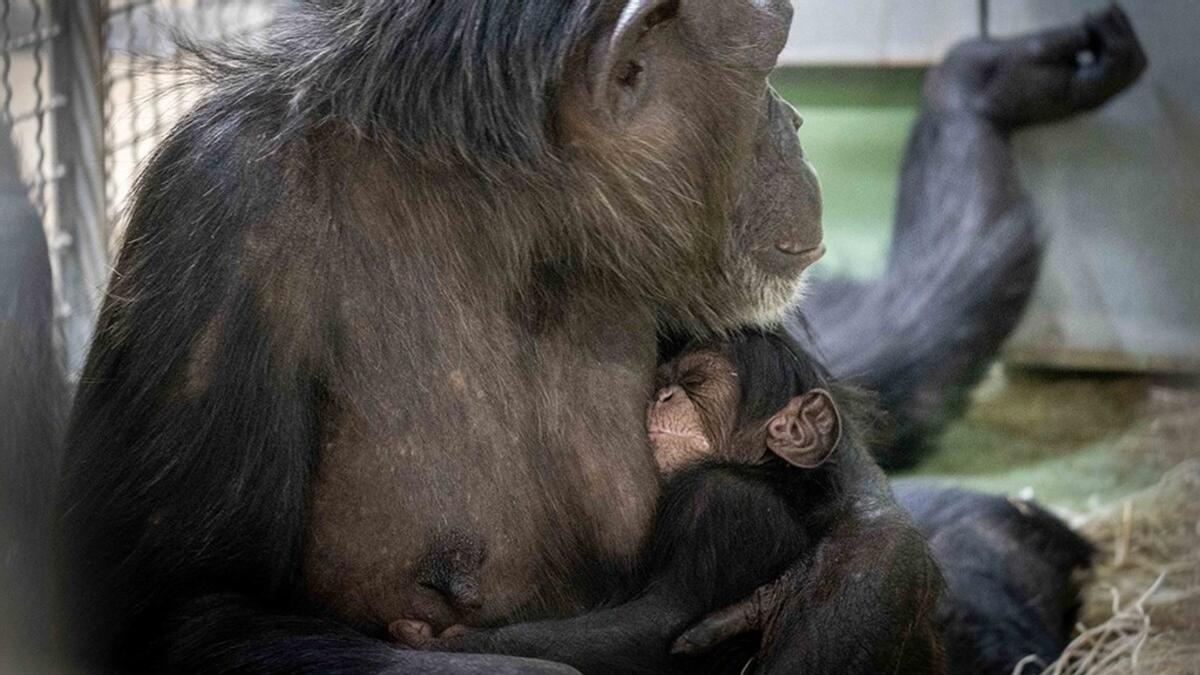 El &quot;bebé&quot; chimpancé en los brazos de su madre, Noelia.