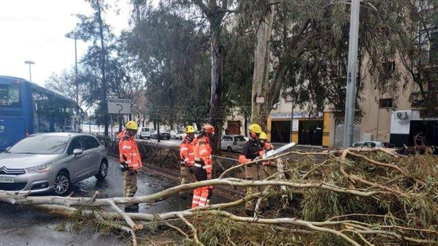 Un niño herido por la caída de un árbol por el viento en Sevilla